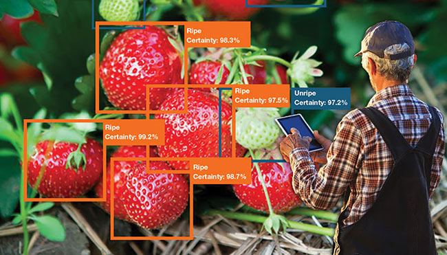A neural net vision system inspects the ripeness of strawberries. Courtesy of Cyth Systems Inc.